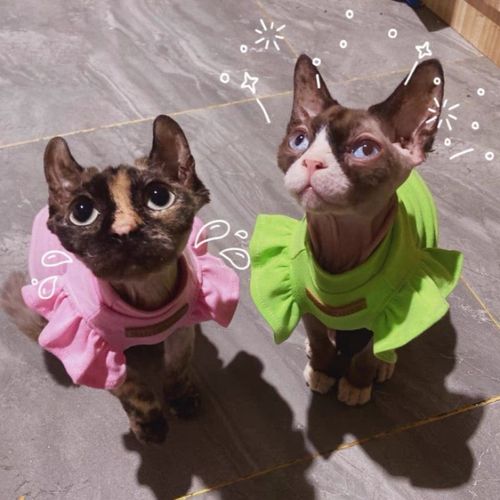 Luxury Cotton Pet Clothes for Small Dogs and Cats - Stylish Summer Outfit