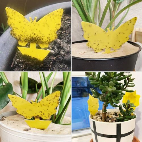 Natural Sticky Insect Board Traps for Effective Plant Pest Control
