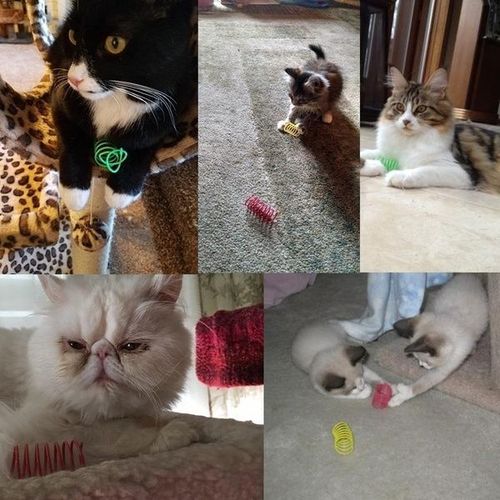 ANGDUO Colourful Bouncy Cat Toy - Encourages Play & Activity