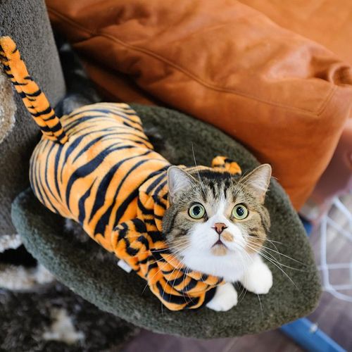 Cute Flannel Dog Hoodie - Comfortable Pet Clothes for All Seasons