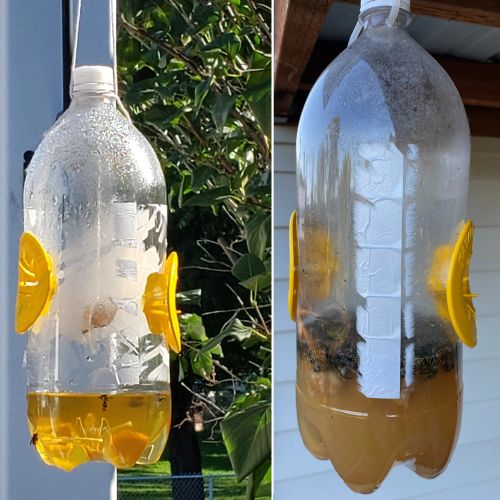 Adhere To Fly Eco-Friendly Wasp Trap Catcher for Effective Pest Control