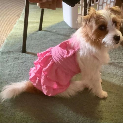 ZHUANGYUN Stylish Summer Dog Skirt - Pet Clothes for Active Dogs