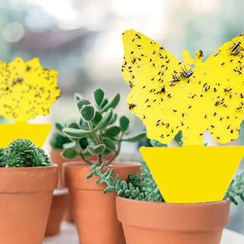 Sticky Insect Board - Effective Pest Control - Yellow PP Plastic Boards