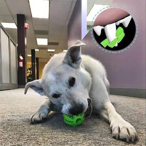 Interactive Dog Toy Ball - Durable Rubber Design for Play & Training