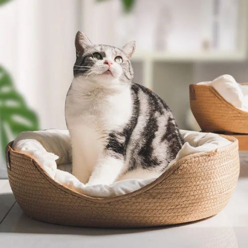 Cozy Handmade Bamboo Pet Bed | Waterproof & Removable Cushion Basket