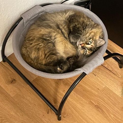 Breathable Plush Pet Bed - Comfortable & Durable - For Cats & Small Dogs