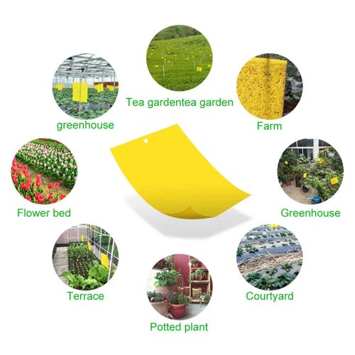 Sticky Insect Board - Powerful Flycatcher for Greenhouse Pest Control
