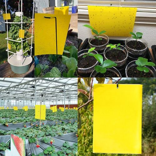 Sticky Insect Board - Powerful Flycatcher for Greenhouse Pest Control