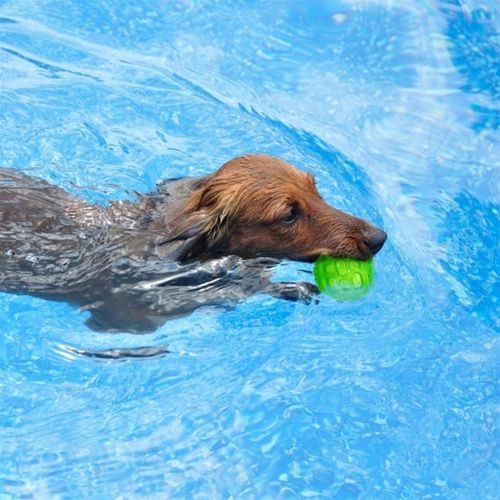 Bouncy Dog Toy Ball - Bite-Resistant & Elastic for Healthy Chewing