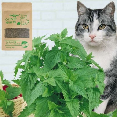 Aihogard Natural Catnip Treats - 100% Organic Healthy Cat Toy