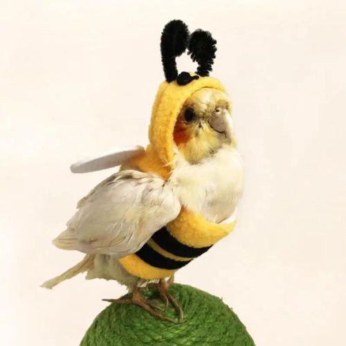 Bee Costume Bird Clothes for Parrots & Small Pets - Soft & Comfortable Suit