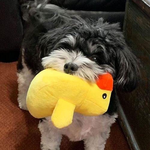 12 Piece Plush Dog Toy Set – Fun Squeaky & Chewy Pet Toys - Red